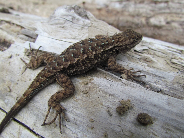 Western Fence Lizard